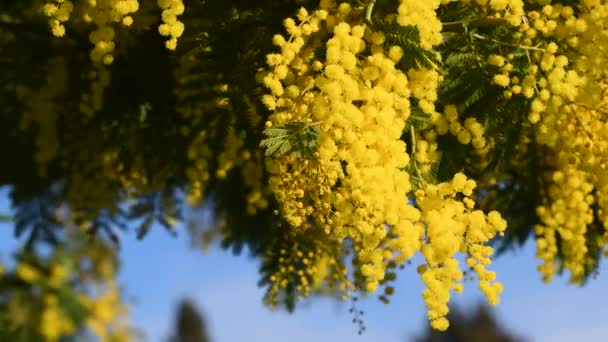 Beautiful Blooming Mimosa Acacia Dealbata Move Wind Sunny Day Blue — Vídeo de Stock