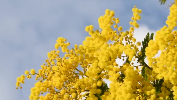 Bienen Bestäuben Februar Eine Blühende Mimose Der Blumige Zweig Der — Stockvideo