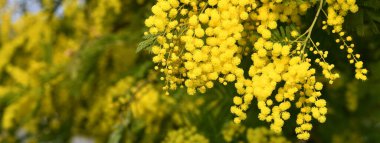 The Yellow Mimosa tree flowers in February. Spring yellow flowers of the mimosa on the branches of a tree. Natural floral background. banner