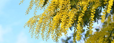 The Yellow Mimosa tree flowers in February. Spring yellow flowers of the mimosa on the branches of a tree. Natural floral background. banner