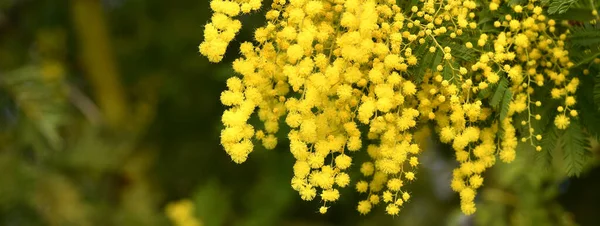 Yellow Mimosa Tree Flowers February Spring Yellow Flowers Mimosa Branches — Stok fotoğraf