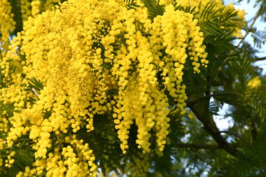 Beautiful mimosa tree in bloom. The flowering sprig of mimosa is offered to women on March 8 on International Women's Day.