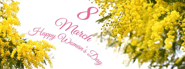 Mimosa flowers. Banner for the International Women\'s Day. March 8 greeting card with Yellow Mimosa spring flowers on white background. long banner