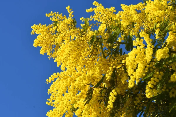 Piękne Drzewo Mimosa Rozkwicie Przeciwko Oszałamiające Błękitne Niebo Kwitnąca Gałązka — Zdjęcie stockowe