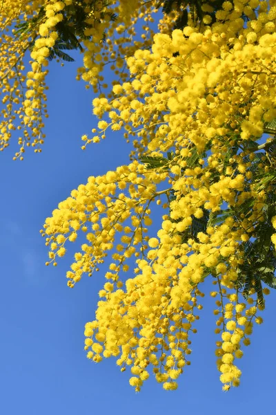 Beautiful Mimosa Tree Bloom Stunning Blue Sky Flowering Sprig Mimosa — Stok fotoğraf