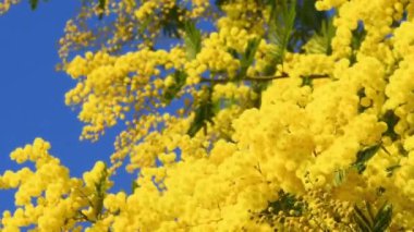 Açan sarı Mimosa (Acacia deal bata) ve mavi gökyüzünün güzel dalları. Mimoza 'nın çiçek açan dalı, 8 Mart' ta Uluslararası Kadınlar Günü 'nde kadınlara sunuluyor..