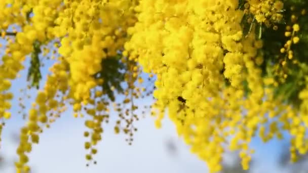 Bees Pollinate Beautiful Yellow Mimosa Bloom February Flowering Branch Mimosa — Vídeo de Stock