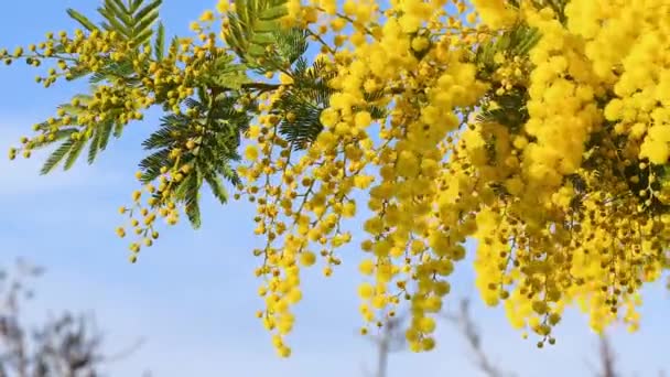 花に黄色のミモザの美しい小枝 Acacia Delbata は晴れた日の風に動きます 3月8日の国際女性デーのミモザの花 — ストック動画