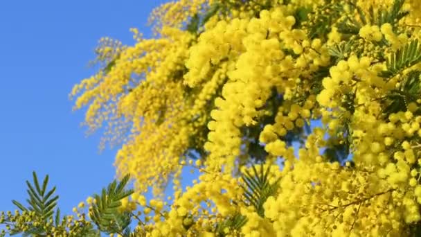 Beautiful Blooming Yellow Mimosa Acacia Dealbata Move Wind Sunny Day — Wideo stockowe