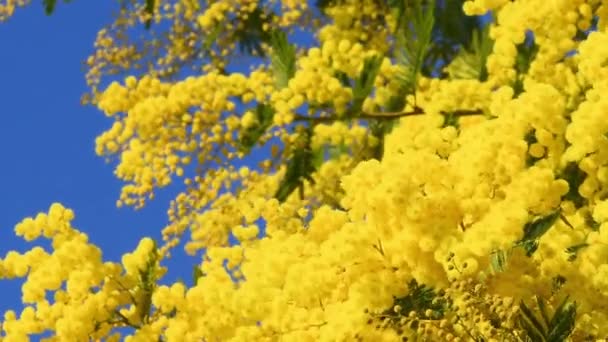 Prachtige Takken Van Bloeiende Gele Mimosa Acacia Dealbata Blauwe Lucht — Stockvideo