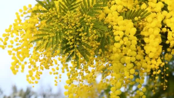 Mooie Bloeiende Mimosa Acacia Dealbata Bloemrijke Tak Van Mimosa Wordt — Stockvideo
