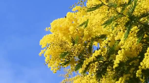 Beautiful Branches Blooming Yellow Mimosa Acacia Dealbata Move Wind Sunny — Wideo stockowe