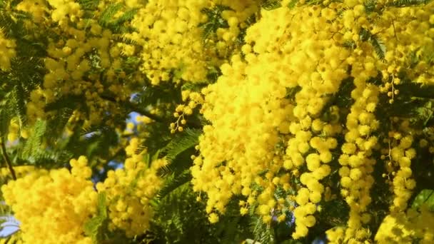 Ветви Цветущей Желтой Мимозы Acacia Dealbata Цветущая Ветвь Мимозы Предлагается — стоковое видео