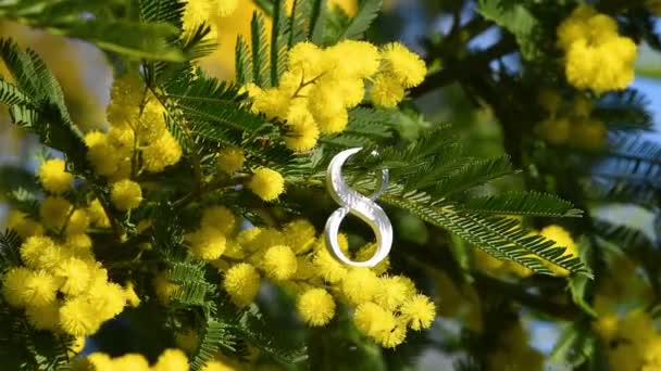 Close White Number Eight Yellow Mimosa Flowering Twigs Mimosa Flowers — Vídeos de Stock