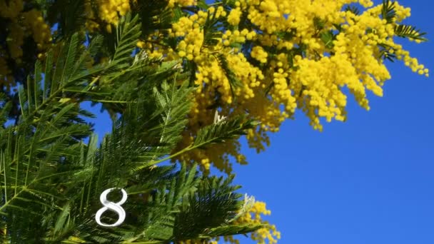 White Number Eight Yellow Mimosa Blooming Twigs Breathtaking Blue Sky — Wideo stockowe