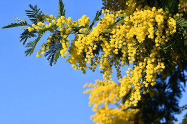 Mimosa tree in bloom (Acacia Dealbata). Beautiful branches of yellow mimosa flower against the blue sky. The flowering branch of the mimosa is offered to women on March 8 on International Women's Day.