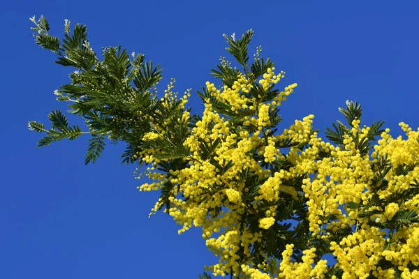 Virágzó Mimózafa Acacia Dealbata Sárga Mimózavirág Gyönyörű Ágai Kék Ellen — Stock Fotó