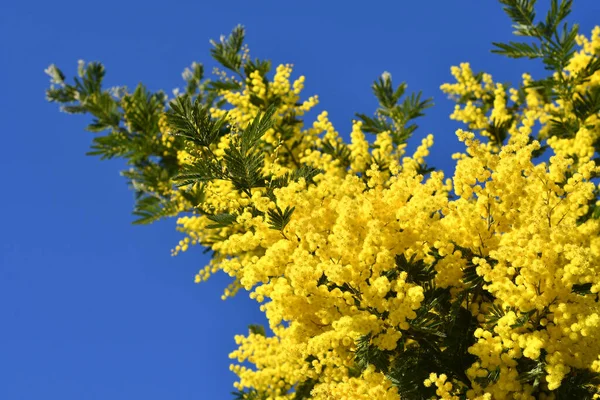Kvetoucí Strom Mimosa Acacia Dealbata Krásné Větve Žluté Mimózy Kvetou — Stock fotografie