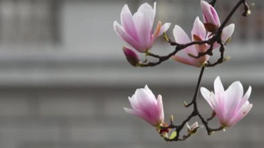Magnolia Soulangeana ağacı çiçek açtı. Bahar mevsiminde güzel pembe manolya çiçeklerine yaklaş. Rengi beyazdan pembeye, mora kadar değişen büyük ilk çiçeklerle dolu yaprak döken bir ağaçtır..