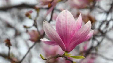 Magnolia Soulangeana ağacı çiçek açtı. Bahar mevsiminde güzel pembe bir manolya çiçeğine yaklaş. Rengi beyazdan pembeye, mora kadar değişen büyük ilk çiçeklerle dolu yaprak döken bir ağaçtır..