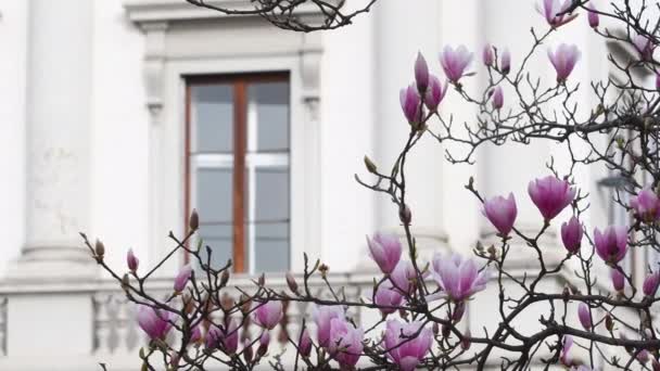 Gyönyörű Magnolia Soulangeana Virágzik Egy Parkban Márciusban Rózsaszín Magnólia Virágzik — Stock videók