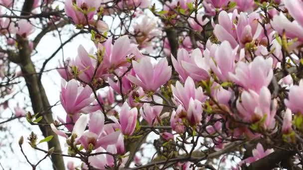 マグノリア スランゲアナの木が咲きます 春には薄い風が美しいピンク色のマグノリアの花を咲かせます マグノリアは 白ピンク紫の花色が大きく早咲きの落葉樹です — ストック動画