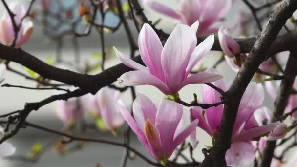 Magnolia Soulangeana Kwitnie Zbliżenie Różowe Kwiaty Magnolii Sezonie Wiosennym Jest — Wideo stockowe