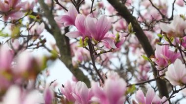 Magnolia Soulangeana ağacı çiçek açtı. Hafif esinti bahar mevsiminde güzel pembe manolya çiçeklerini hareket ettirir. seçici odaklanma.