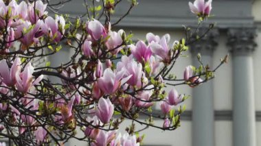 Magnolia Soulangeana 'nın güzel ağacı Mart ayında bir parkta çiçek açtı. Pembe manolya bahar mevsiminde çiçek açar. Rengi beyazdan pembeye, mora kadar değişen büyük ilk çiçeklerle dolu yaprak döken bir ağaçtır..