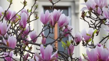 Magnolia Soulangeana ağacı çiçek açtı. Hafif esinti bahar mevsiminde güzel pembe manolya çiçeklerini hareket ettirir. Kapat..