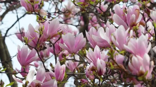 木兰花树盛开 春季微风吹拂着美丽的粉色木兰花 木兰花是一种落叶树 有很大的早期花 颜色从白色到粉色到紫色不等 — 图库视频影像