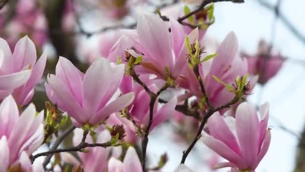 Magnolia Soulangeana Bloom Close Pink Magnolia Blossoms Spring Season Deciduous — Stock Video