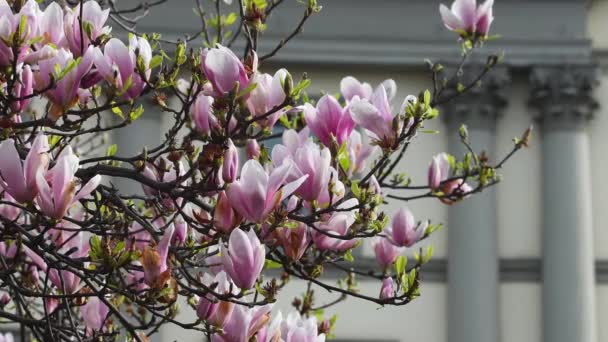 三月份 美丽的木兰花树盛开在公园里 粉红色的木兰花在春季开花 它是一棵落叶树 有很大的早期花 颜色从白色到粉色再到紫色不等 — 图库视频影像