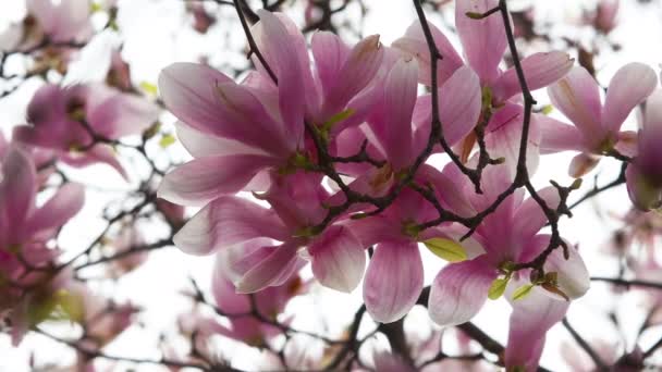 Дерево Магнолия Сулангеана Цвету Легкий Бриз Перемещает Красивые Розовые Цветы — стоковое видео