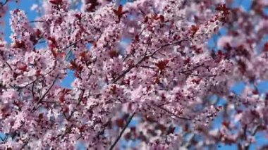 Göz kamaştırıcı mavi gökyüzüne karşı pembe çiçek ağacıyla güzel bir doğa sahnesi. Hafif bir esinti çiçek açan dalları hareket ettirir.