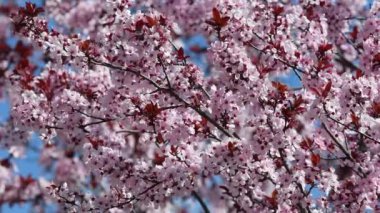 Mart ayında, arılar parktaki güzel pembe çiçek açan ağaçlardan nektar emerler..