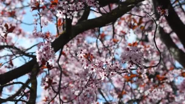 美丽的自然景观 粉红的花树 粉红花朵小枝的特写 — 图库视频影像