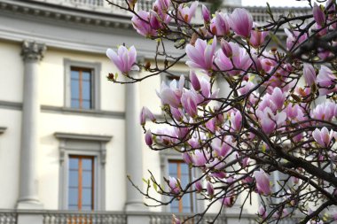 Manolya ağacı ilkbaharda açar. Pembe Magnolia çiçeği. Güzel narin çiçekli dallar.