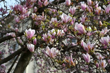 Manolya ağacı ilkbaharda açar. Pembe Magnolia çiçeği. Güzel narin çiçekli dallar.