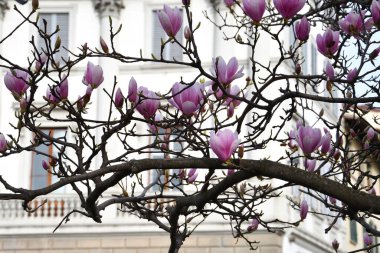 Manolya ağacı ilkbaharda açar. Pembe Magnolia çiçeği. Güzel narin çiçekli dallar.