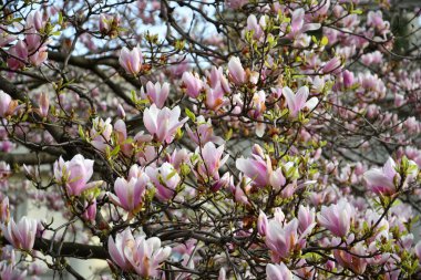 Manolya ağacı ilkbaharda açar. Pembe Magnolia çiçeği. Güzel narin çiçekli dallar.