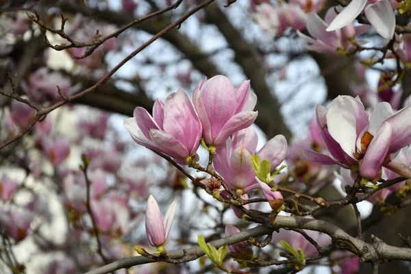 Magnolia tree bloom in springtime. Pink Magnolia blossom. Twigs with beautiful tender flowers.