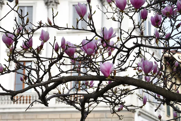 Magnolia tree bloom in springtime. Pink Magnolia blossom. Twigs with beautiful tender flowers.