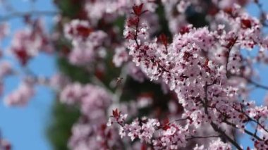 Mart ayında, arılar parktaki güzel pembe çiçek açan ağaçlardan nektar emerler..