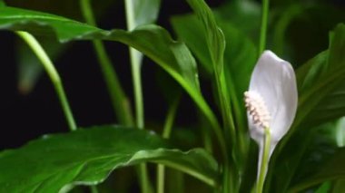 Spatthiphyllum, yaygın olarak barış zambağı olarak bilinen, yerleştirildiği çevreyi temizleme kapasitesine sahip çok değer verilen bir bitkidir. Beyaz çiçeklere yaklaş