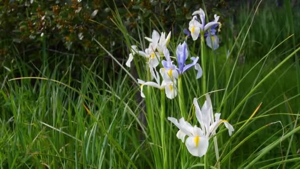 Białe Fioletowe Kwiaty Tęczówki Ogrodzie Poruszającym Się Przez Wiatr — Wideo stockowe