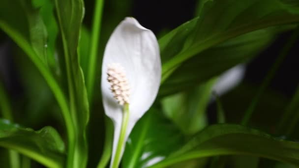 Spathiphyllum Powszechnie Znana Jako Lilia Pokojowa Jest Wysoko Cenioną Rośliną — Wideo stockowe