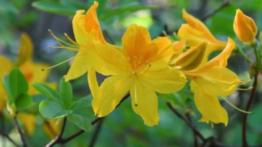 beautiful yellow azalea flowers in a garden in spring. close-up