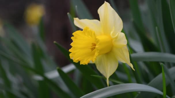 Primer Plano Del Narciso Jardín Los Narcisos Amarillos Florecen Jardín — Vídeo de stock