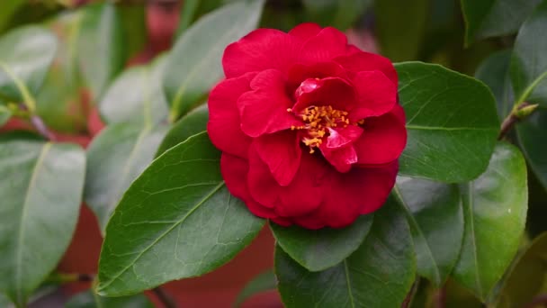 Camélia Vermelha Flores Flor Planta Camellia Género Botânico Pertencente Família — Vídeo de Stock